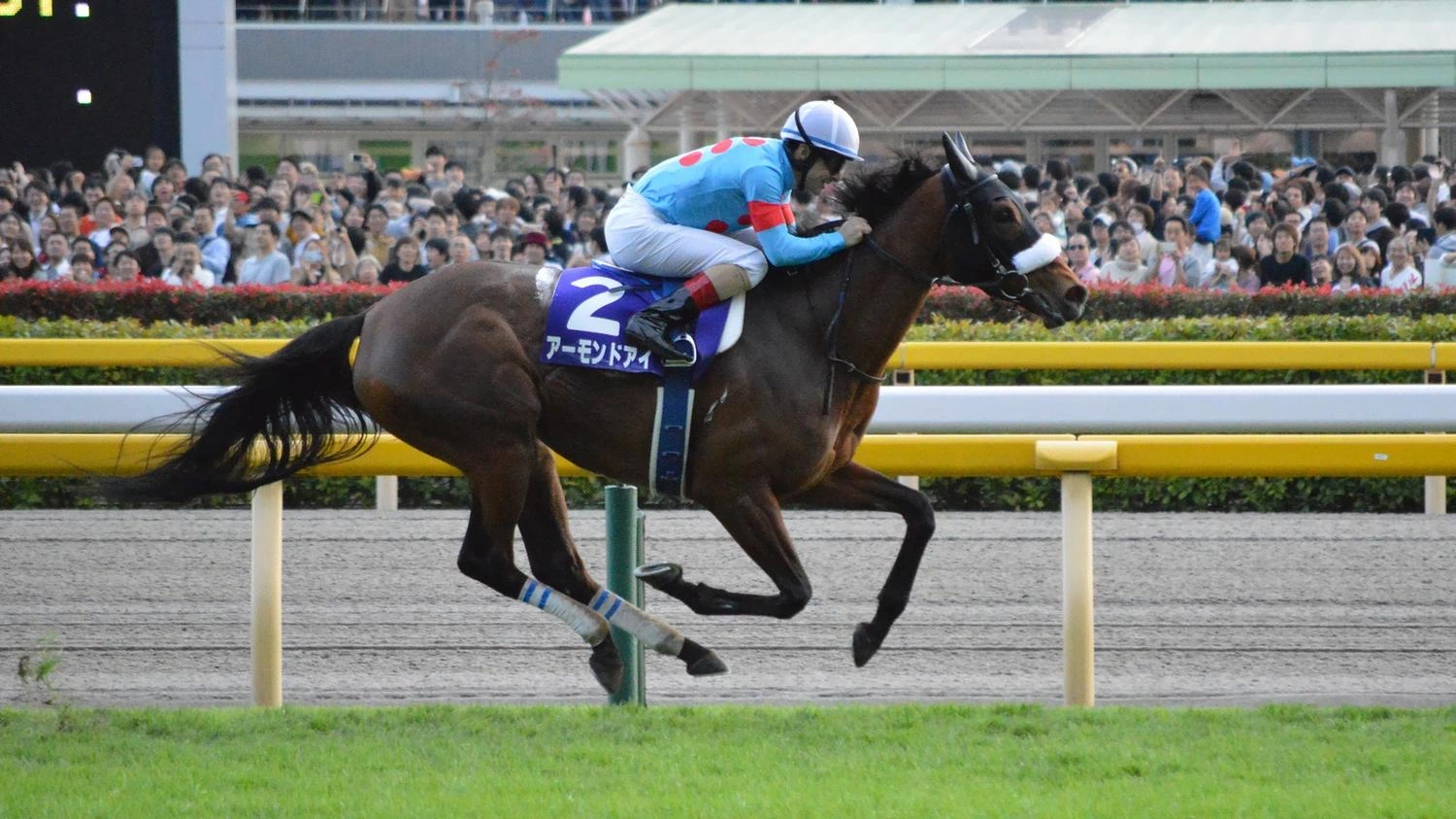 出战秋季天皇赏的杏目